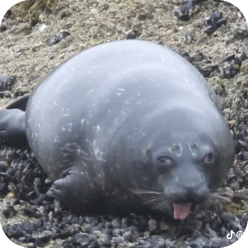 🤮 Стикер «Seals» для Telegram