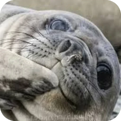 🤔 Стикер «Seals» для Telegram