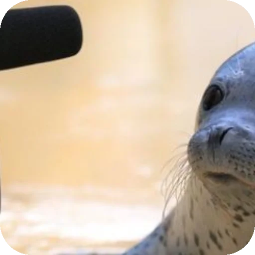 🤷 Стикер «Seals» для Telegram