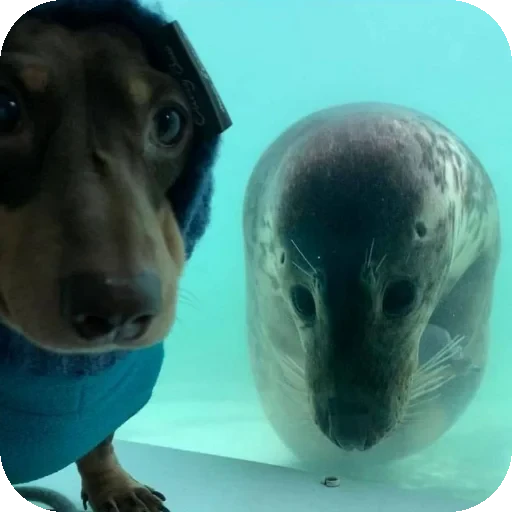 🦭 Стикер «Seals» для Telegram