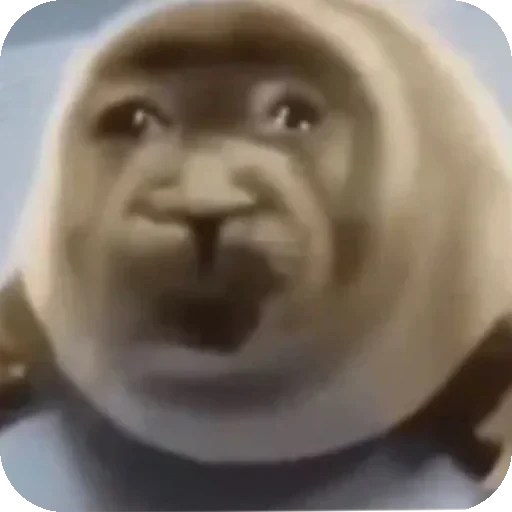 😐 Стикер «Seals» для Telegram