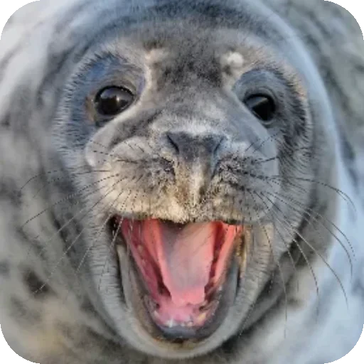 😱 Стикер «Seals» для Telegram