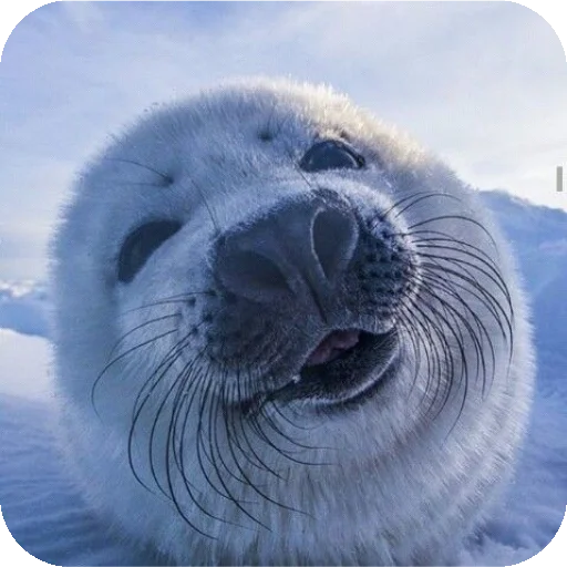 😁 Стикер «Seals» для Telegram