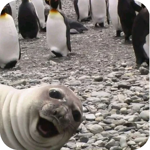🤳 Стикер «Seals» для Telegram