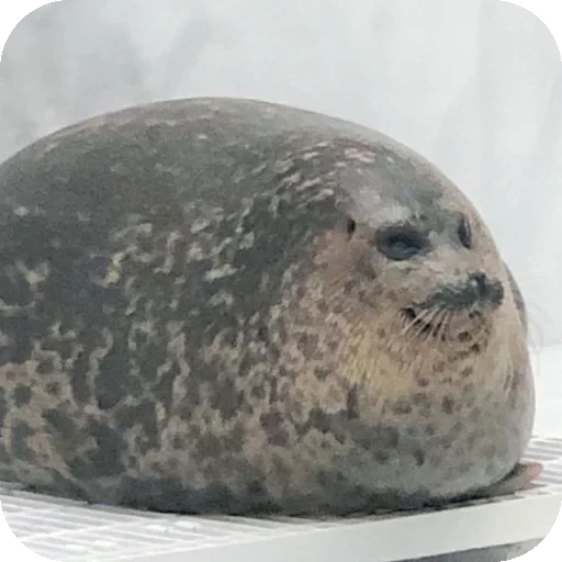👍 Стикер «Seals» для Telegram