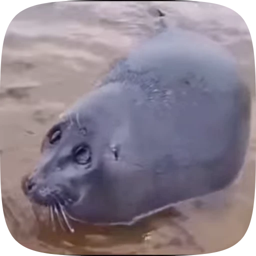 🌟 Стикер «Seals» для Telegram