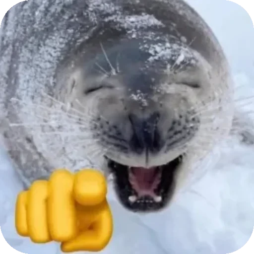 🤣 Стикер «Seals» для Telegram