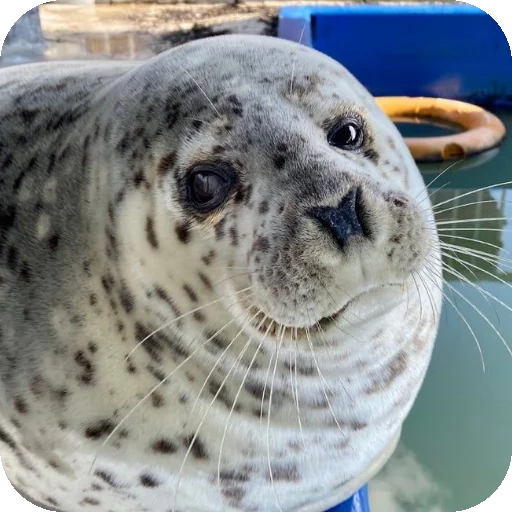 🧐 Стикер «Seals» для Telegram