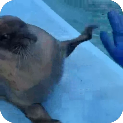 🌟 Стикер «Seals» для Telegram