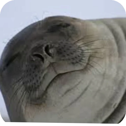 😌 Стикер «Seals» для Telegram