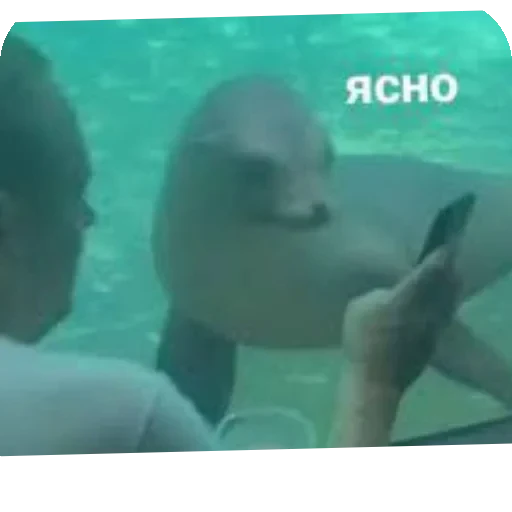 😏 Стикер «Seals» для Telegram