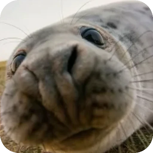 🧐 Стикер «Seals» для Telegram