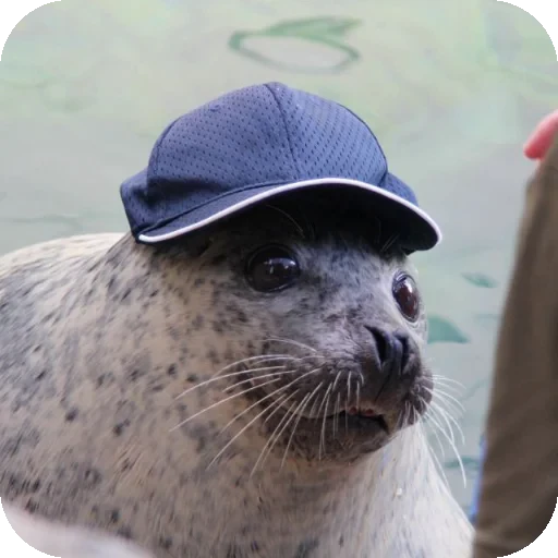 🧢 Стикер «Seals» для Telegram