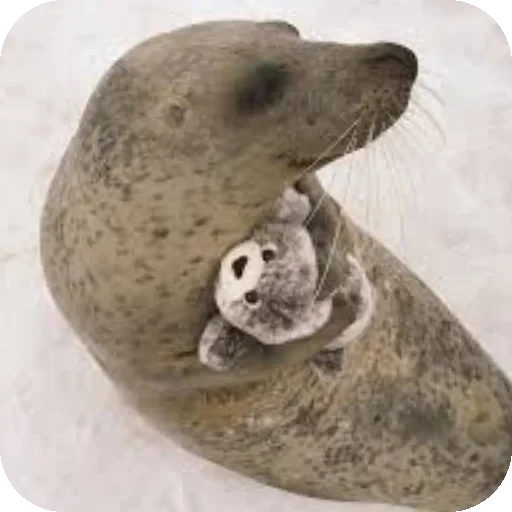 😍 Стикер «Seals» для Telegram
