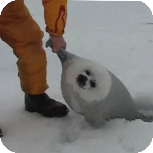 🤝 Стикер «Seals» для Telegram
