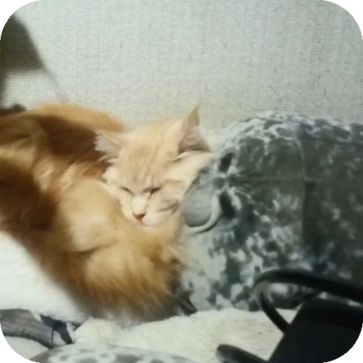 🐱 Стикер «Seals» для Telegram
