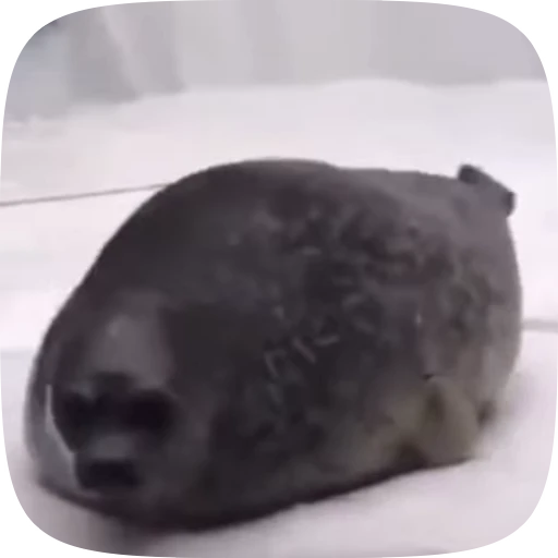 🌟 Стикер «Seals» для Telegram