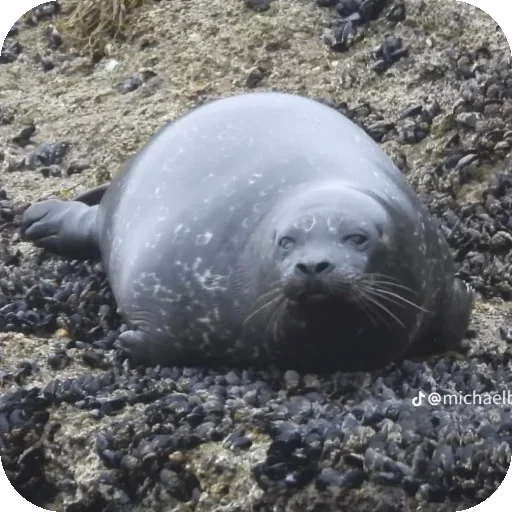 🙂 Стикер «Seals» для Telegram