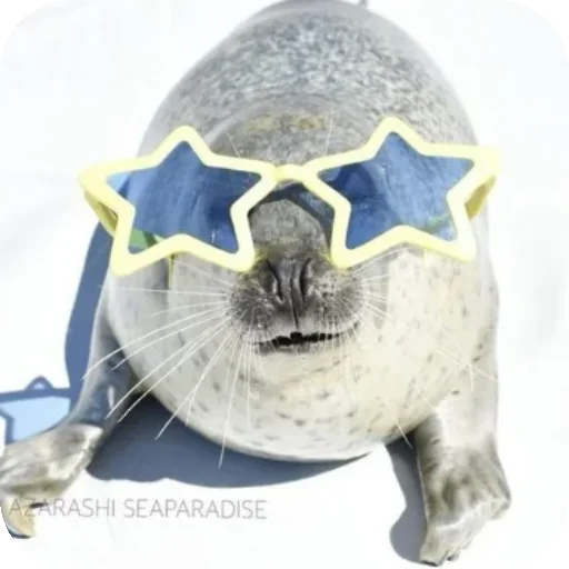👍 Стикер «Seals» для Telegram