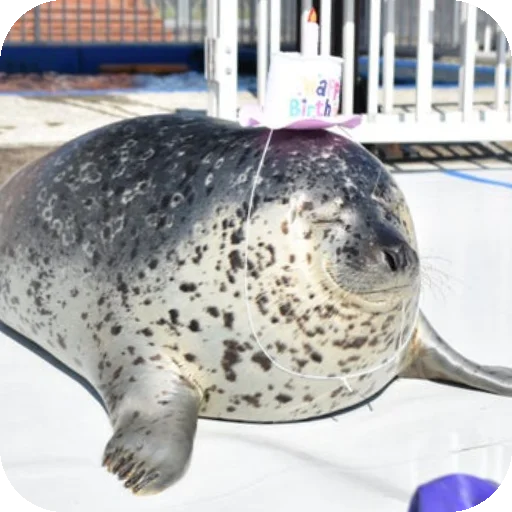 🥳 Стикер «Seals» для Telegram