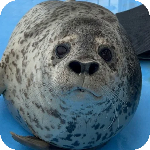 🤨 Стикер «Seals» для Telegram