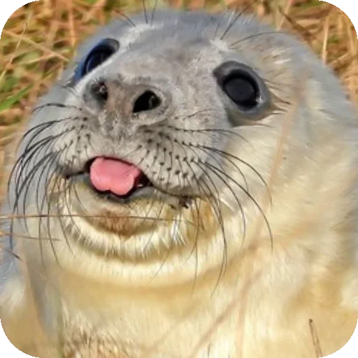 👍 Стикер «Seals» для Telegram