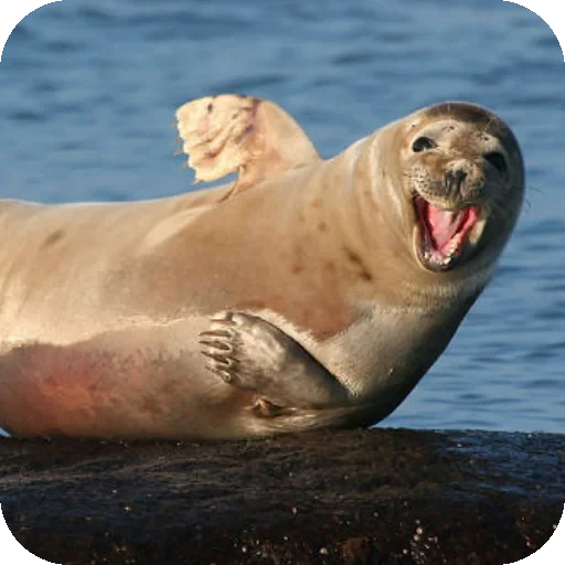 🤗 Стикер «Seals» для Telegram