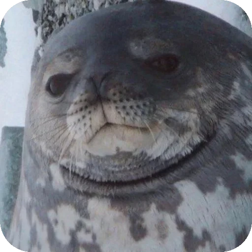 😐 Стикер «Seals» для Telegram