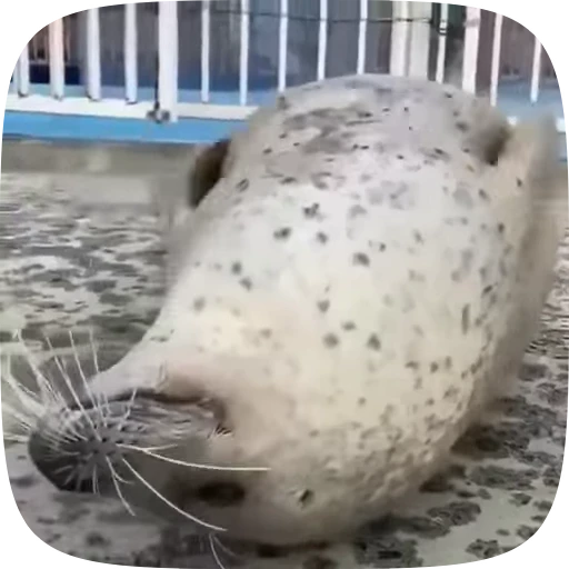 🌟 Стикер «Seals» для Telegram