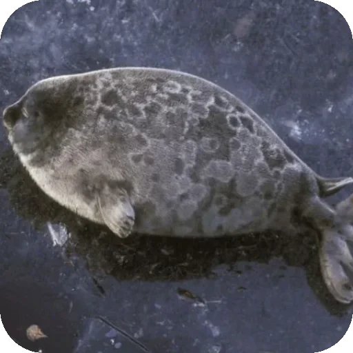 😪 Стикер «Seals» для Telegram