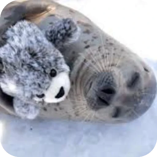 ❤ Стикер «Seals» для Telegram