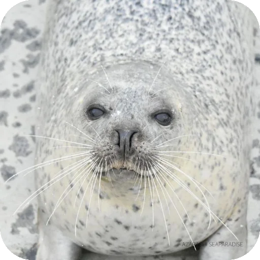🙂 Стикер «Seals» для Telegram