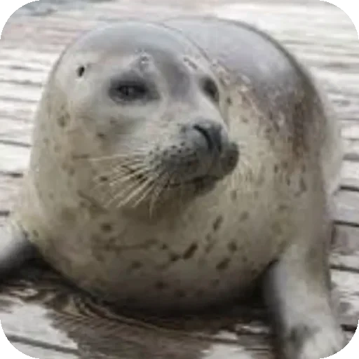 👍 Стикер «Seals» для Telegram