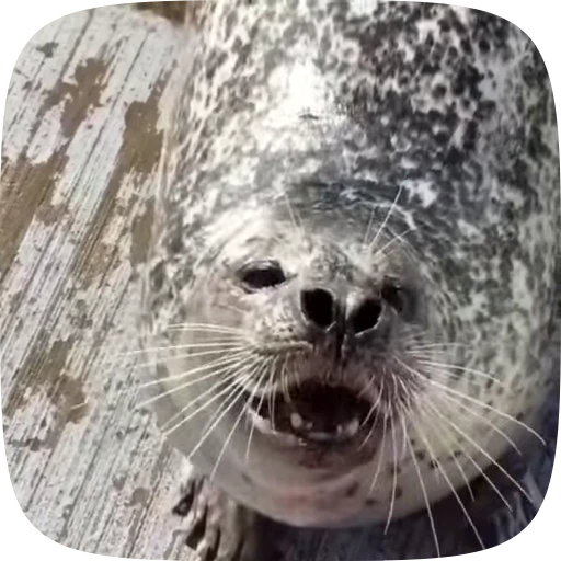 🌟 Стикер «Seals» для Telegram