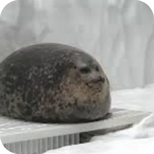 👍 Стикер «Seals» для Telegram