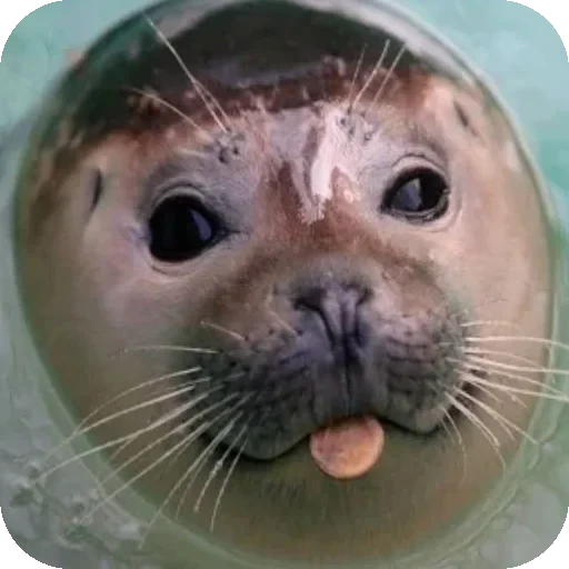 😛 Стикер «Seals» для Telegram