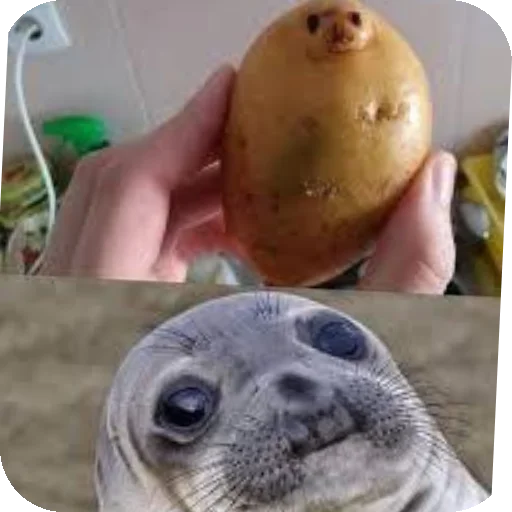 🥔 Стикер «Seals» для Telegram