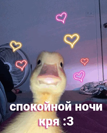 🦆 Стикер «Спокойной ночи» для Telegram