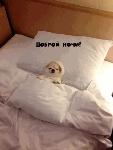 🤧 Стикер «Спокойной ночи» для Telegram