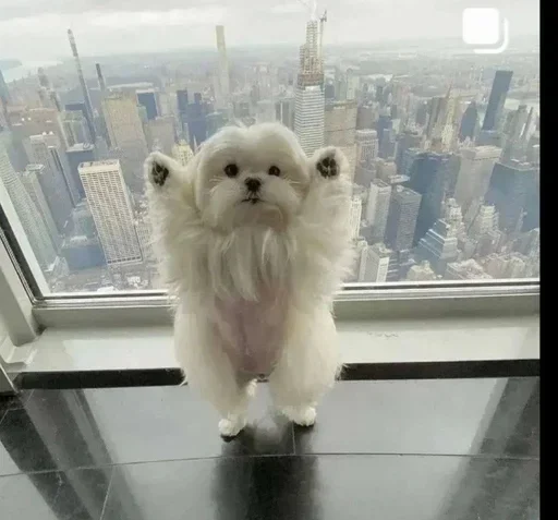 😹 Стикер «ад томино» для Telegram