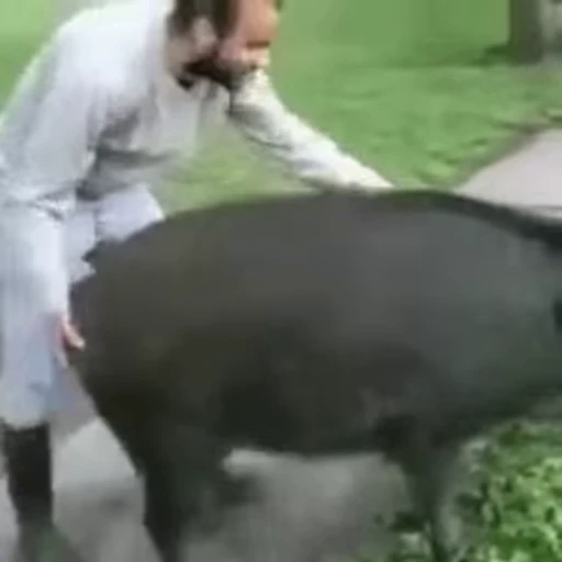 🐷 Стикер «Не знаю ‍‍» для Telegram