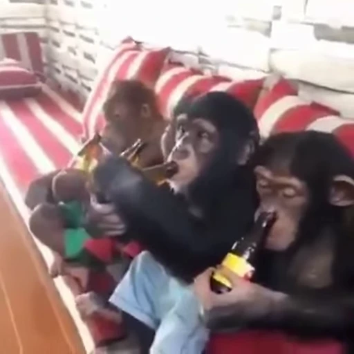 🐵 Стикер «Не знаю ‍‍» для Telegram