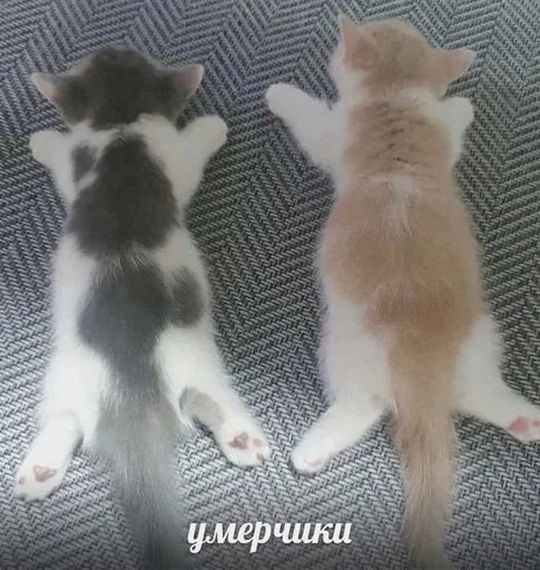 🤨 Стикер «бум бум» для Telegram