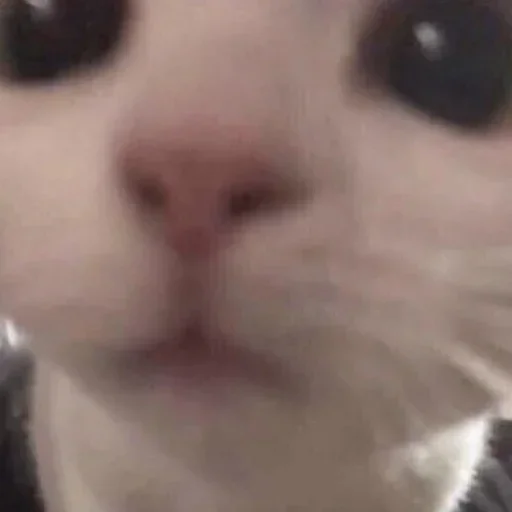 😗 Стикер «бум бум» для Telegram