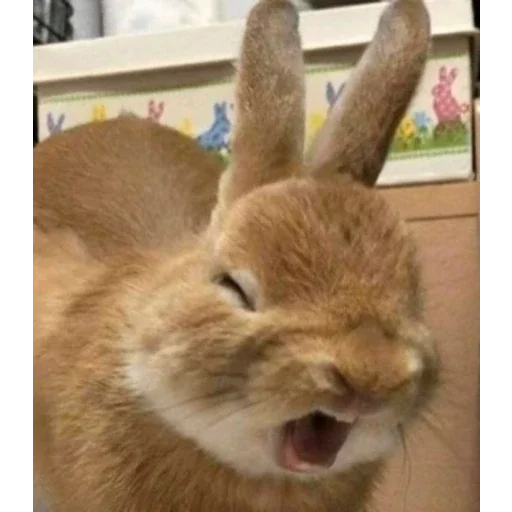 🙀 Стикер «I found some memes» для Telegram
