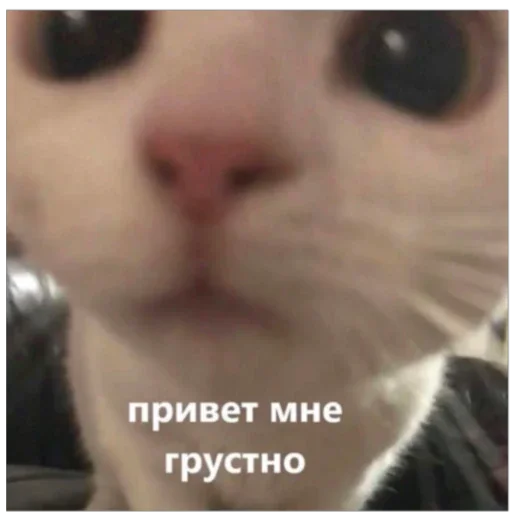 👋 Стикер «I found some memes» для Telegram