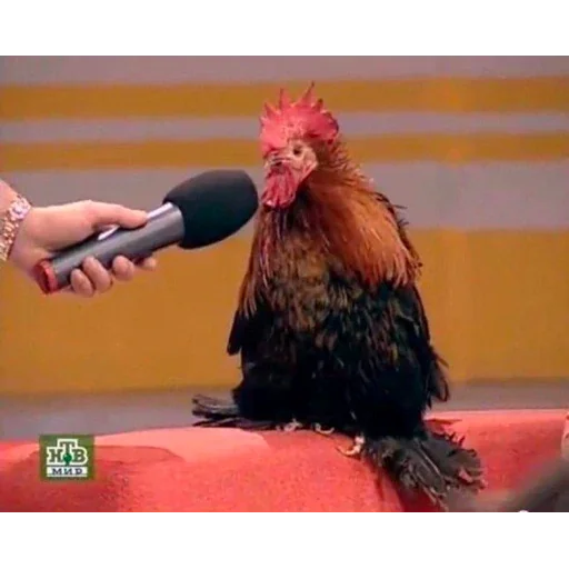 🐓 Стикер «I found some memes» для Telegram