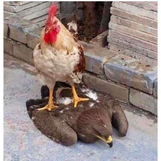 🐔 Стикер «I found some memes» для Telegram