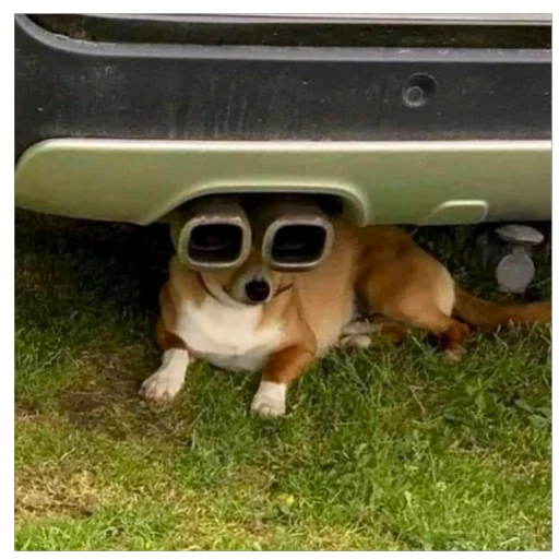🥸 Стикер «I found some memes» для Telegram