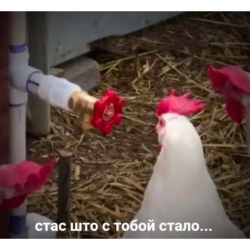 🐓 Стикер «I found some memes» для Telegram